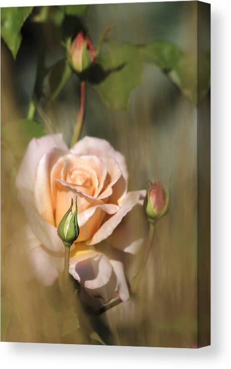 Flowers Canvas Print featuring the photograph Late Summer Rose by Albert Seger