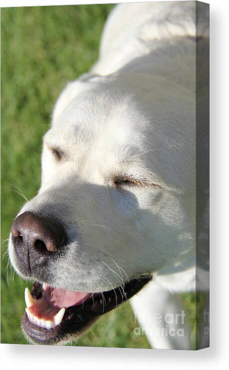 Dogs Smiling Dogs Canvas Print featuring the photograph Laughter is the Best Medicine by Suzanne Oesterling