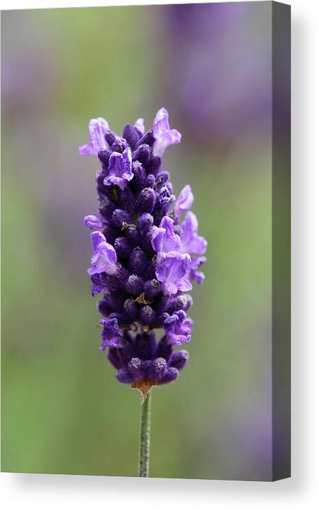 Lavandula Angustifolia 'lavender Lady' Canvas Print / Canvas Art by Geoff  Kidd/science Photo Library - Science Photo Gallery