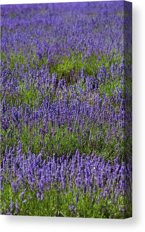 Outdoors Canvas Print featuring the photograph Lavender In Flower On Bridestowe Estate by Richard I'anson