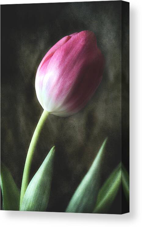 Pink Tulip Canvas Print featuring the photograph Leaning Towards Spring by Michael Eingle