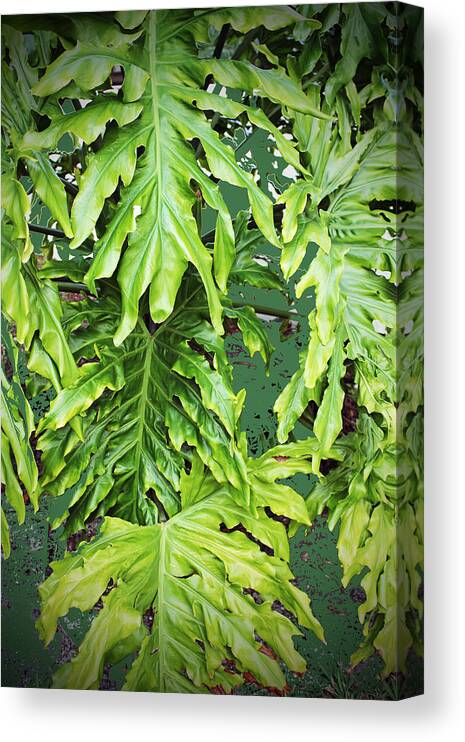 Leaves Canvas Print featuring the photograph Leaves in a Circle by Audrey Robillard