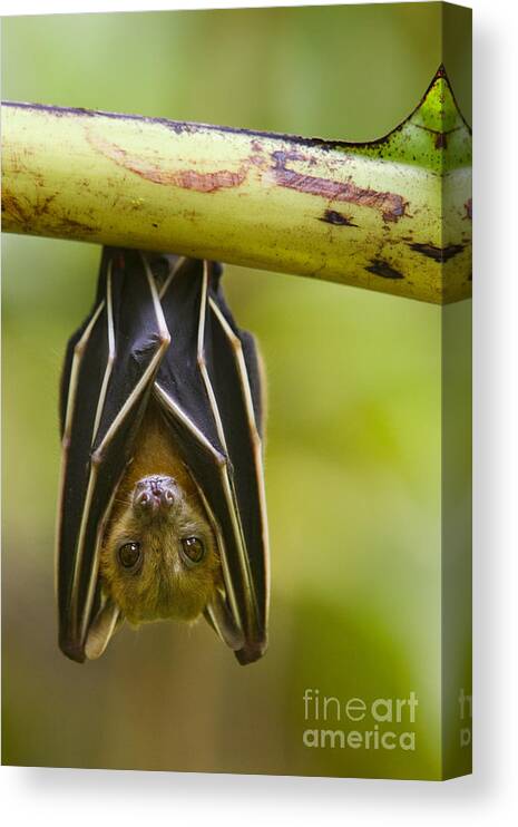 Feb0514 Canvas Print featuring the photograph Lesser Short-nosed Fruit Bat Roosting by Sebastian Kennerknecht