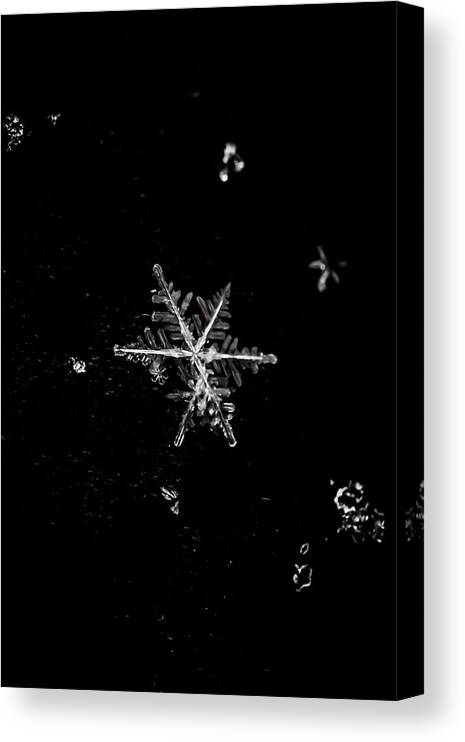 Snowflake Canvas Print featuring the photograph Let it Snow by Sara Frank