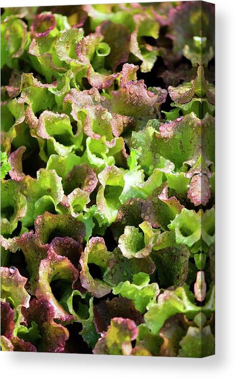 May Canvas Print featuring the photograph Lettuce (lactuca Sativa) by Maria Mosolova/science Photo Library