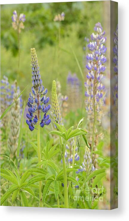 Lupine Canvas Print featuring the photograph Life Of A Lupine by Tamara Becker