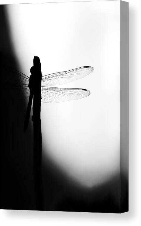  Canvas Print featuring the photograph Light and Shade by Ganesh H Shankar