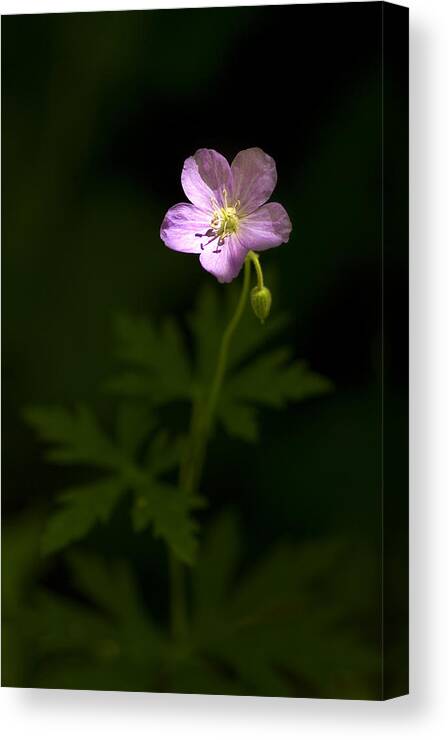 Flower Canvas Print featuring the photograph Light Me Up by Rebecca Cozart