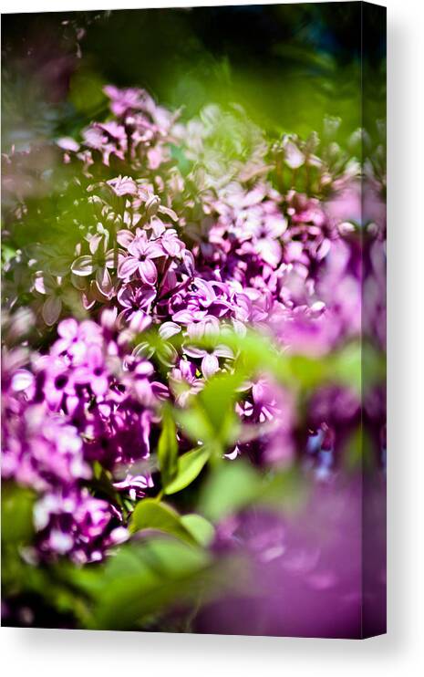 Lilac Canvas Print featuring the photograph Lilac 1 by Joel Loftus