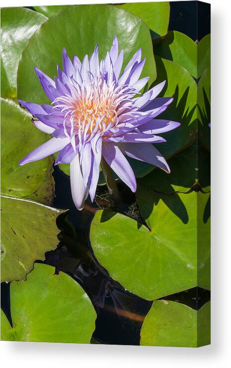 Flower Canvas Print featuring the photograph Lilac Water Lily by Robert VanDerWal