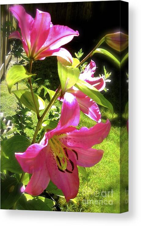 Flowers In The Garden Canvas Print featuring the photograph Lilies in the garden by Sher Nasser