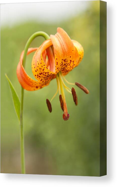 June Canvas Print featuring the photograph Lilium Pardalinum - I by Marilyn Cornwell