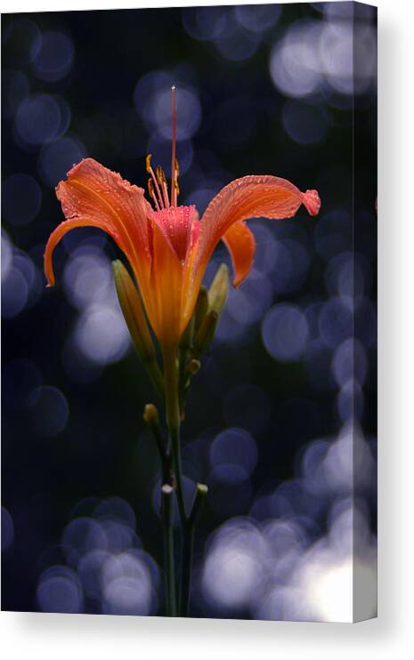 Lily After A Shower Canvas Print featuring the photograph Lily After a Shower by Raymond Salani III