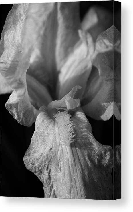 Lily Canvas Print featuring the photograph Lily in Black and White by Ester McGuire