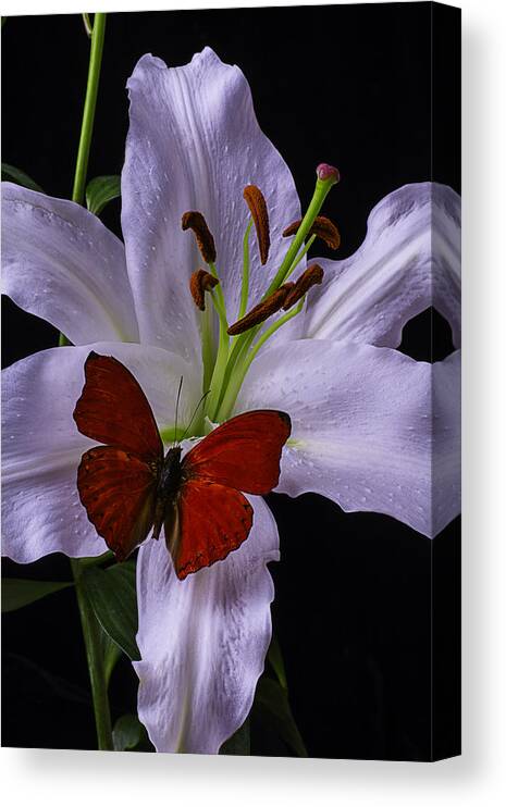 White Tiger Lily Canvas Print featuring the photograph Lily With red Butterfly by Garry Gay