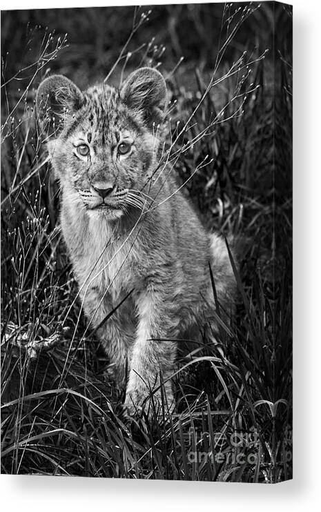 Lion Canvas Print featuring the photograph Lion Cub by Sonya Lang