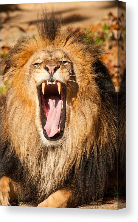 Animal Themes Canvas Print featuring the photograph Lion by Nikographer [Jon]