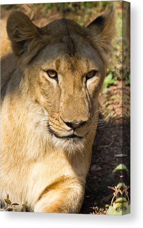 Shimoga Canvas Print featuring the photograph Lioness - up close by SAURAVphoto Online Store