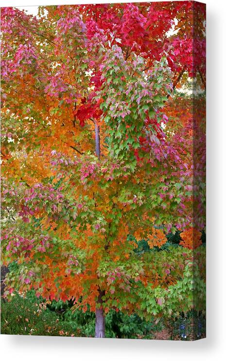 Fall Foliage Canvas Print featuring the photograph Liquid Amber Magic by Michele Myers