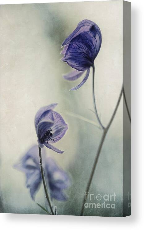 Plant Canvas Print featuring the photograph Listen to me by Priska Wettstein