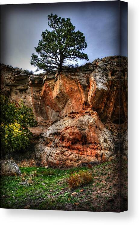Black Hills Canvas Print featuring the photograph Lone Tree by Craig Incardone