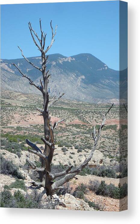 Landscape Canvas Print featuring the photograph Lonely Sentinel by Susan Woodward