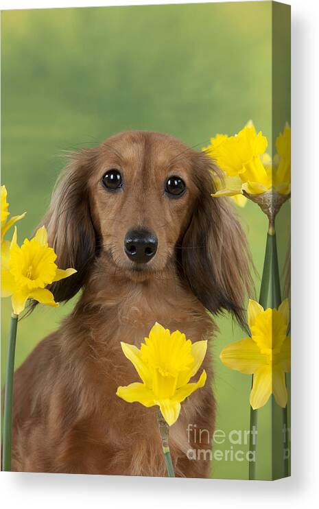 Dachshund Canvas Print featuring the photograph Long-haired Dachshund by John Daniels