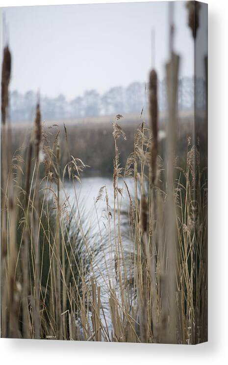 Reeds Canvas Print featuring the photograph Looking through the Reeds by Spikey Mouse Photography