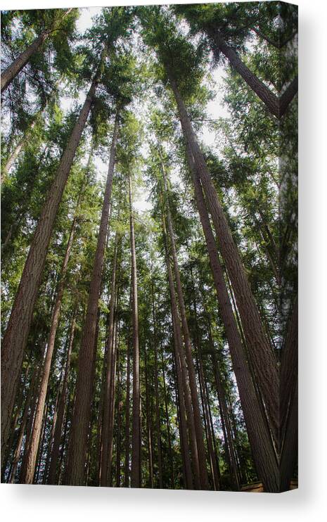 Trees Canvas Print featuring the photograph Looking Up Through the Trees by Angie Vogel