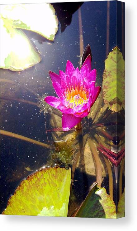 Lotus Canvas Print featuring the photograph Lotus Day by John Duplantis