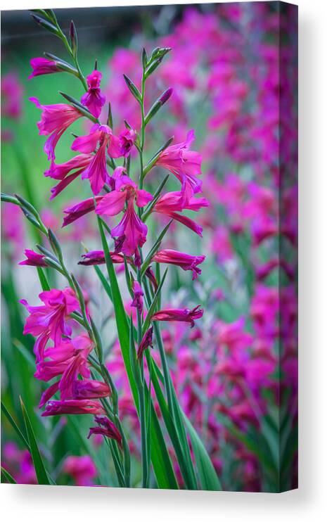 Flower Canvas Print featuring the photograph Louisiana Pink Iris Fulva by Ester McGuire