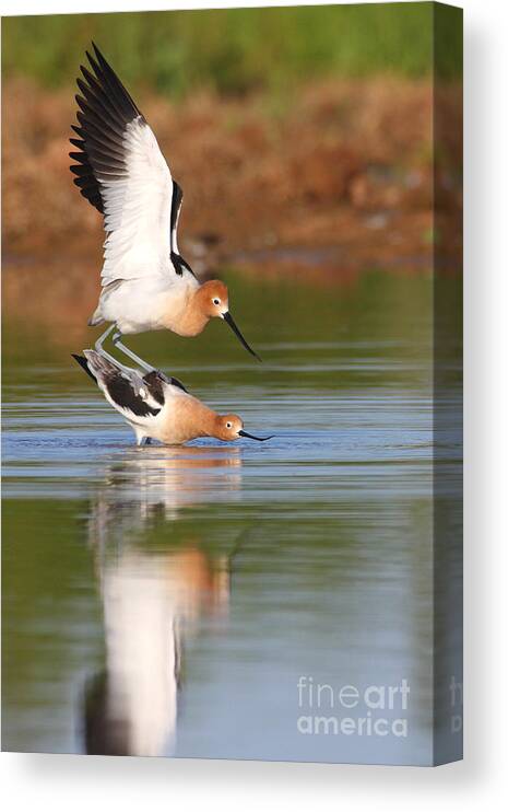 Avocet Canvas Print featuring the photograph Love Avocet style by Ruth Jolly