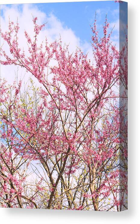 Spring Canvas Print featuring the photograph Love Is In The Air by Barbara Dean