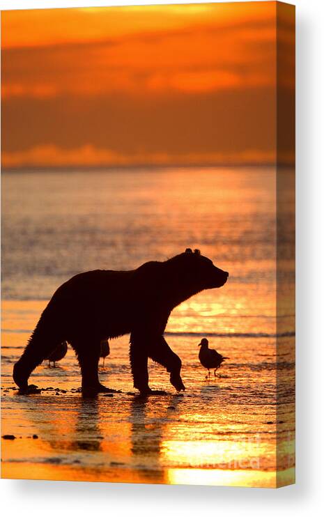 Alaskan Brown Bear Canvas Print featuring the photograph Tidal Flats by Aaron Whittemore