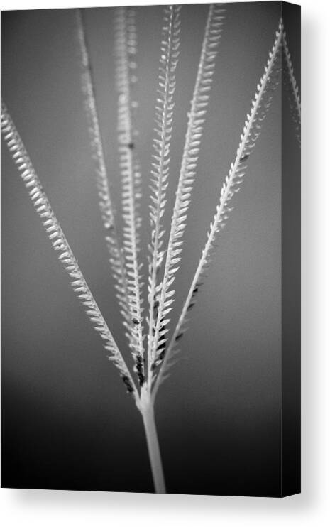 Florida Canvas Print featuring the photograph Loxahatchee Grass by Bradley R Youngberg