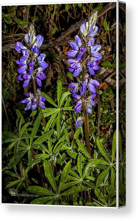 Flowers Canvas Print featuring the photograph Lupine by Fred Denner