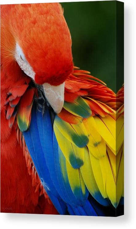 Macaws Canvas Print featuring the photograph Macaws Of Color25 by Rob Hans