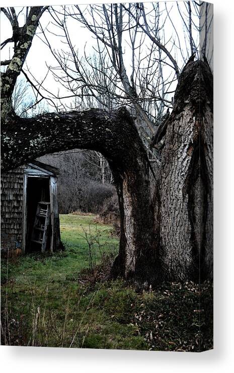 Tree Canvas Print featuring the photograph Madeline's Old Tree by Nina-Rosa Dudy