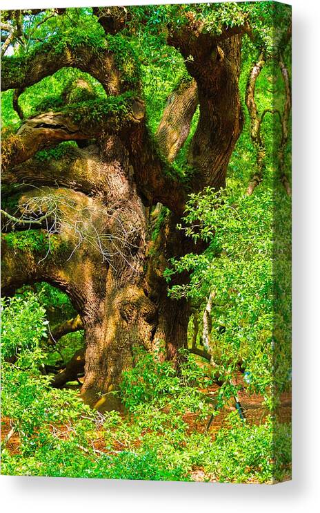 Angel Oak Canvas Print featuring the photograph Magnificent Angel Oak by Louis Dallara