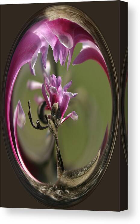 Flowers Canvas Print featuring the photograph Magnolia Blossom Series 709 by Jim Baker