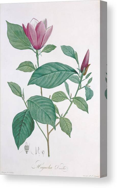 Flower; Bud; Flowering Tree Canvas Print featuring the painting Magnolia discolor engraved by Legrand by Henri Joseph Redoute