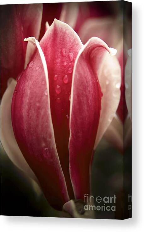 Flowers Canvas Print featuring the photograph Magnolia by THP Creative