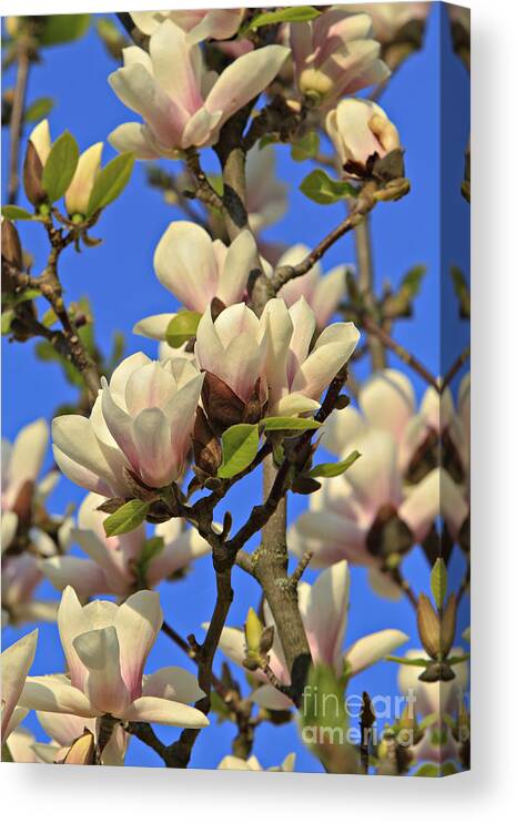 Magnolia Canvas Print featuring the photograph Magnolia Tree Blossom by Dan Radi