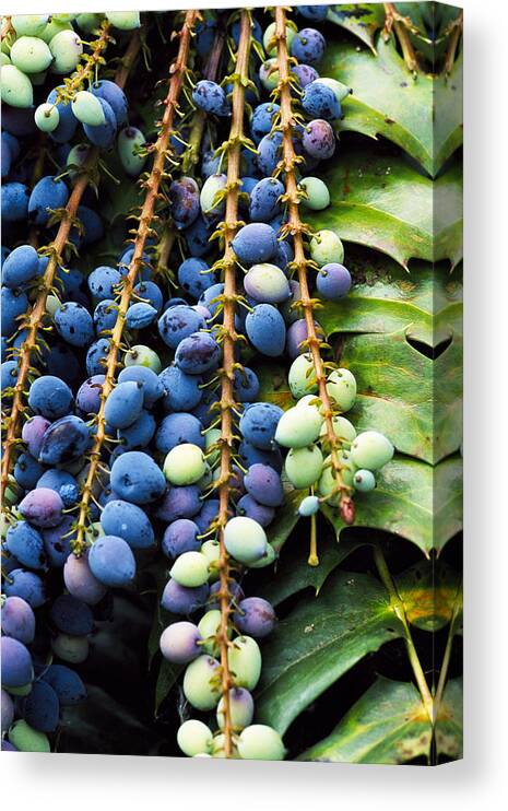 Mahonia X Media Canvas Print featuring the photograph Mahonia X Media 'winter Sun' by Anthony Cooper/science Photo Library