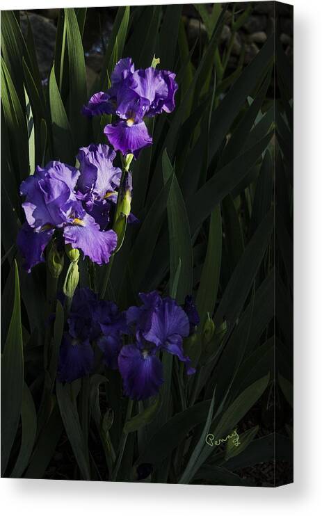 Flowers Canvas Print featuring the photograph Majestic Spotlight by Penny Lisowski