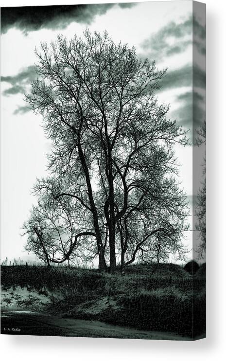 Lauren Radke Canvas Print featuring the photograph Majesty by Lauren Radke