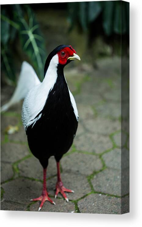 Look Canvas Print featuring the photograph Male Silver pheasant by Eti Reid