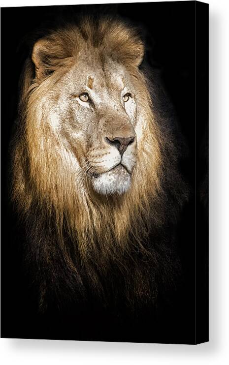 Crystal Yingling Canvas Print featuring the photograph Mane One by Ghostwinds Photography