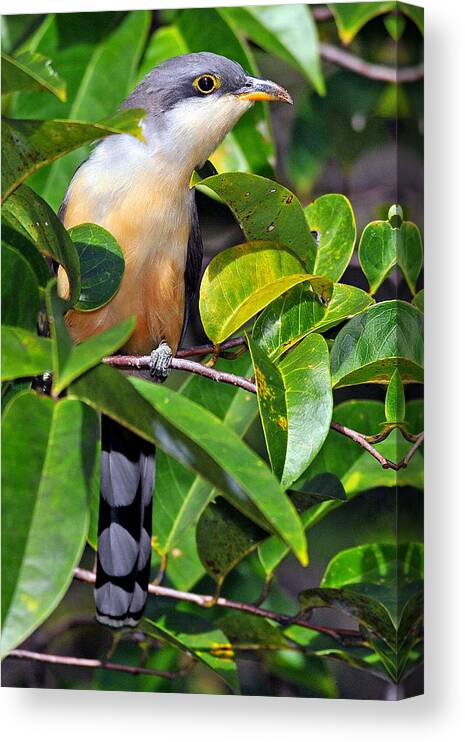 Birds Of Puerto Rico Canvas Print featuring the photograph Mangrove Cuckoo by Alan Lenk