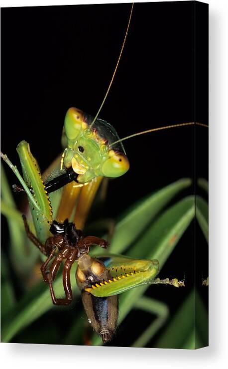Arachnid Canvas Print featuring the photograph Mantis Eating Spider by Simon Pollard